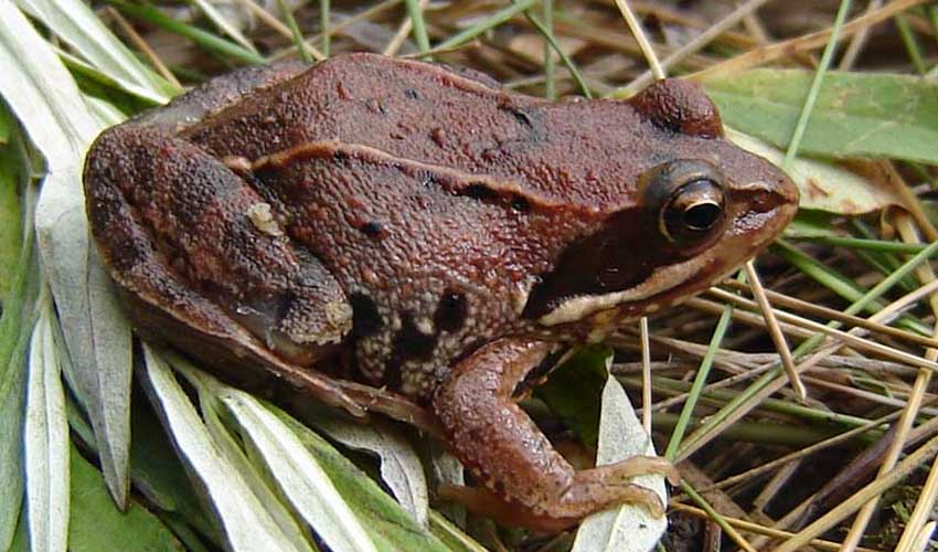 остромордая лягушка