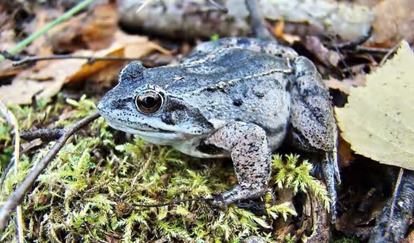 остромордая лягушка