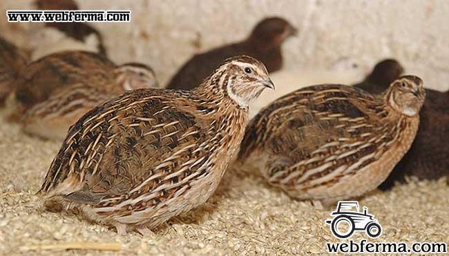 Как несутся перепела и лучшие яичные породы