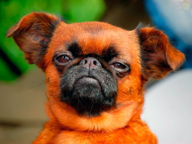 Натуральная пища обязательно должна присутствовать в рационе мелкого брабансона Натуральная пища обязательно должна присутствовать в рационе мелкого брабансона