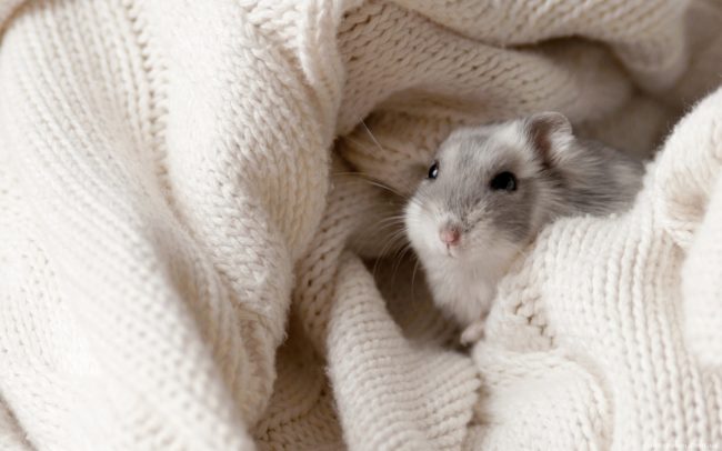 джунгарианка в одеяле