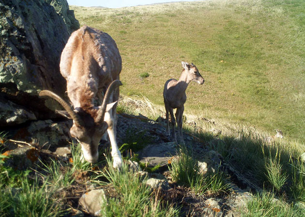 Архары готовы оставить потомство в возрасте двух лет 
