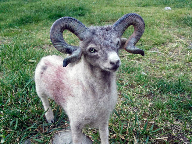 Растут горные бараны достаточно медленно, особенно ярко это заметно у самок