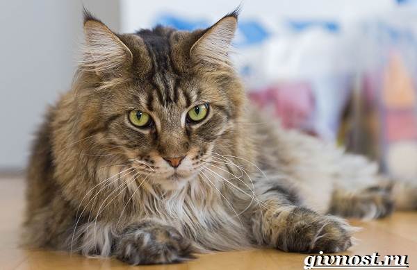 Редкие-породы-кошек-их-описание-и-особенности-10
