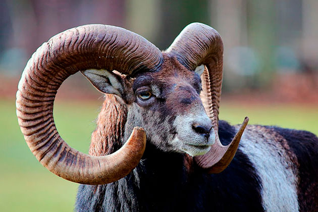 Если исключить внешнее воздействие, то горные бараны, как правило, живут 10-12 лет