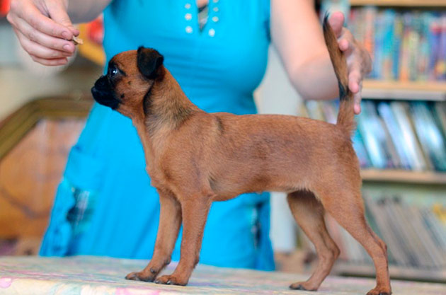 К стандартам на пти брабансон предъявляются достаточно жесткие требования К стандартам на пти брабансон предъявляются достаточно жесткие требования