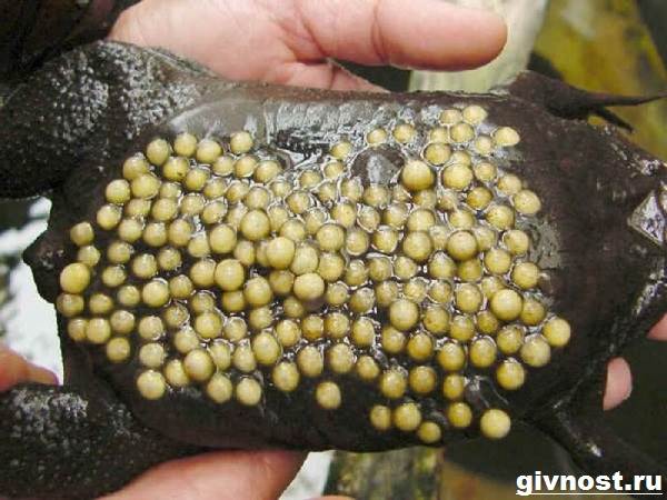 Суринам-пипа-жаба-образ жизни и среда обитания-суринам-пипа-2