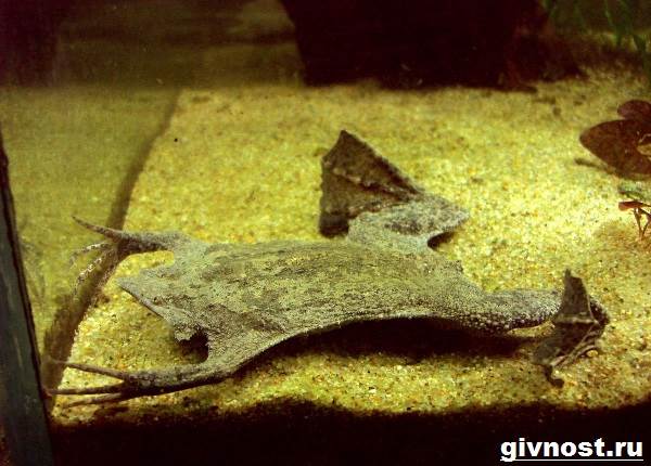 Суринам-пипа-жаба-образ жизни и среда обитания-суринам-пипа-6