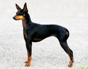 Toy terrier rasestandard