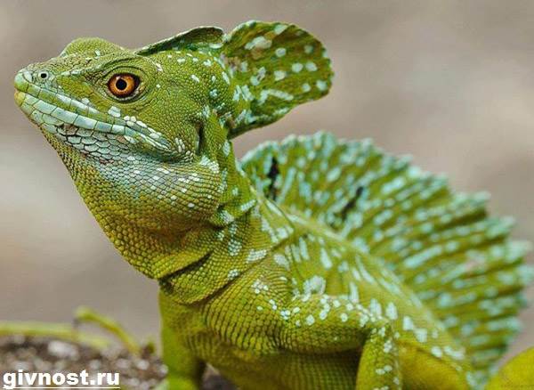 Василиск-ящерица-Образ-жизни-и-среда-обитания-василиска-2