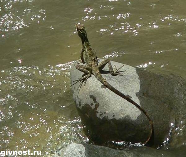 Василиск-ящерица-Образ-жизни-и-среда-обитания-василиска-5