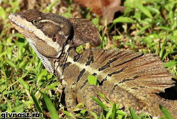 Василиск-ящерица-Образ-жизни-и-среда-обитания-василиска-9