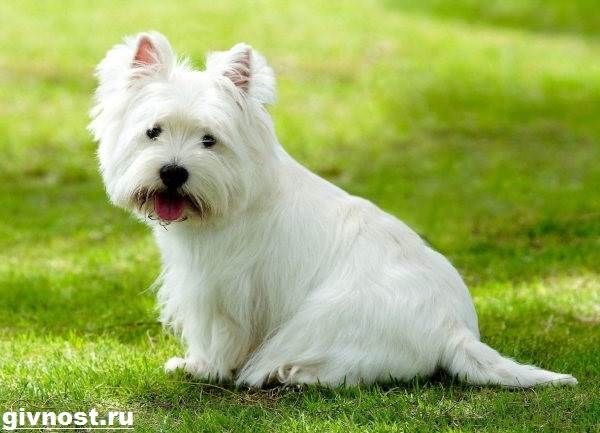Вест-хайленд-уайт-терьер-собака-Описание-характер-и-уход-за-вест-хайленд-уайт-терьером-1