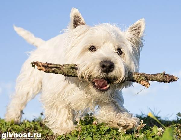 Вест-хайленд-уайт-терьер