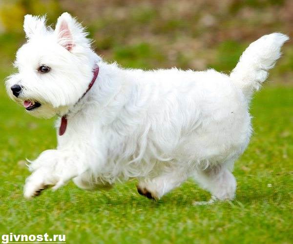 Вест-хайленд-уайт-терьер-собака-Описание-характер-и-уход-за-вест-хайленд-уайт-терьером-11