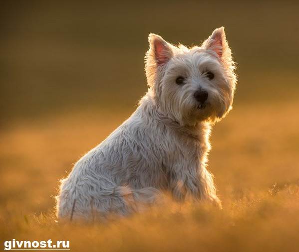 Вест-хайленд-уайт-терьер