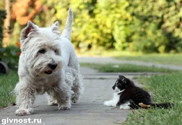 Вест-хайленд-уайт-терьер