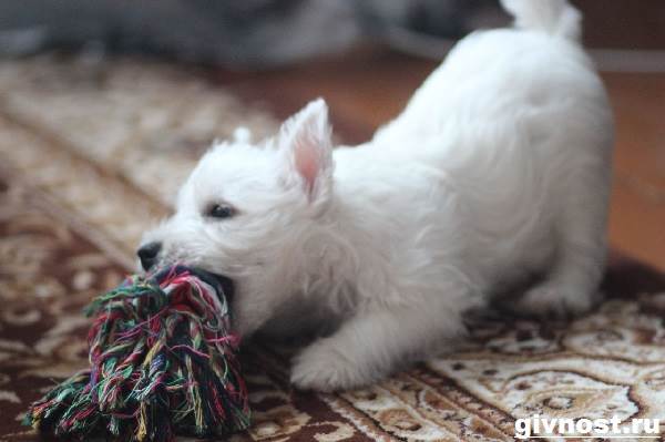 Вест-хайленд-уайт-терьер