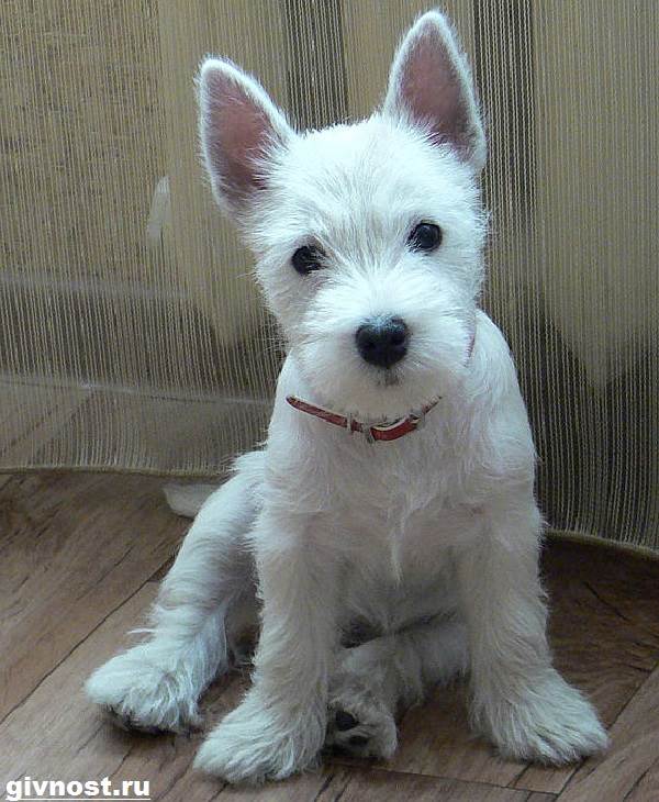 Вест-хайленд-уайт-терьер