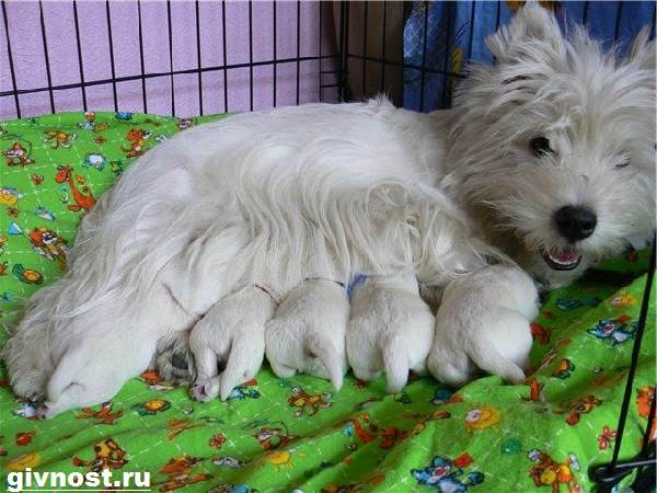 Вест-хайленд-уайт-терьер