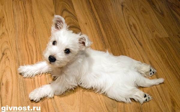 Вест-хайленд-уайт-терьер