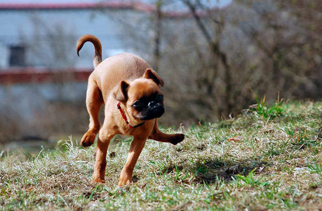 Пти-брабансон — очень жизнерадостная и активная собака, которая не расстроит своего хозяина Пти-брабансон — очень жизнерадостная и активная собака, которая не расстроит своего хозяина