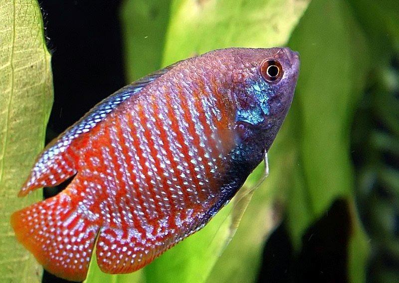 лялиус содержание