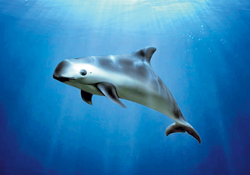 Редкие виды рыб, которые занесены в красную книгу России