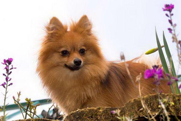 Шпица необходимо регулярно выгуливать