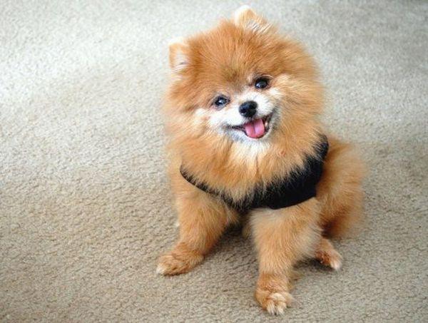 Уход и диета должны быть адаптированы в соответствии с возрастом и весом