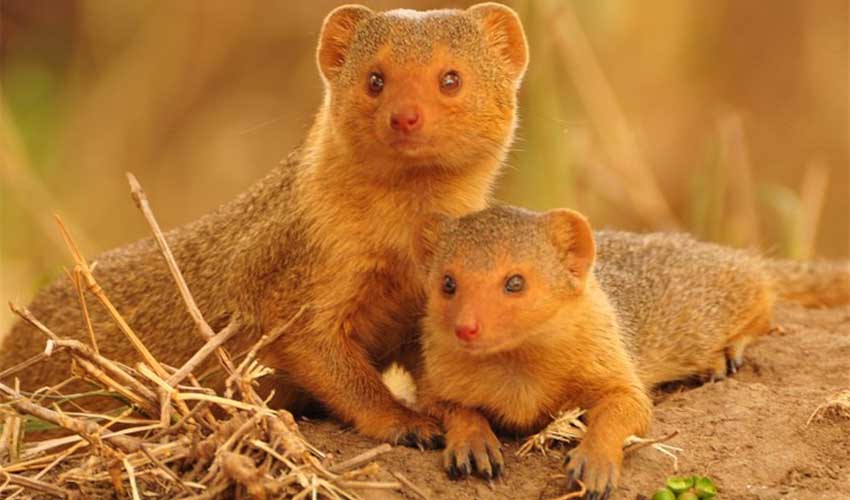 домашний мангуст