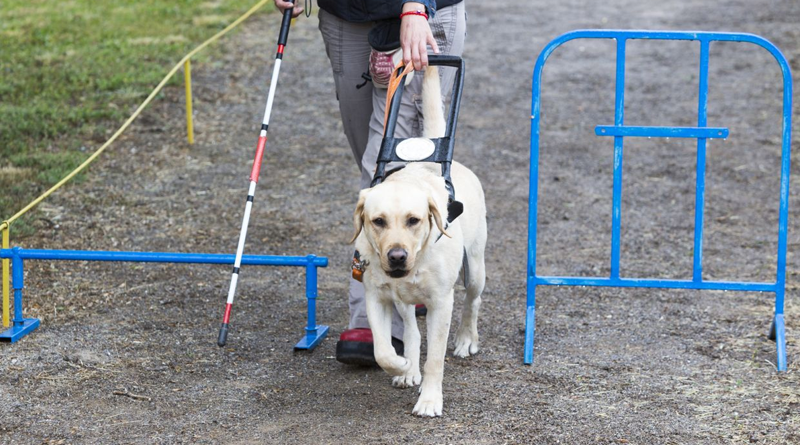 guide_dogs_training