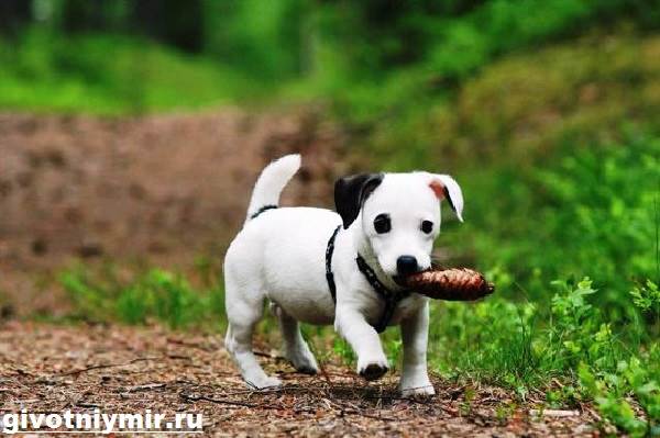 Как-приучить-щенка-к-туалету-6