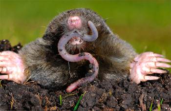 Он все еще хищник! крот питается дождевыми червями