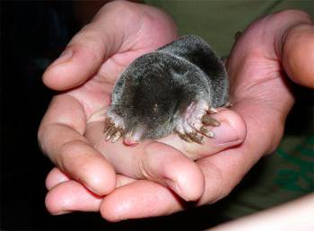 Это милейшее существо - нежеланный гость родинка на руке