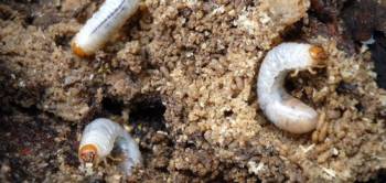 а кроты его едят... личинки в земле