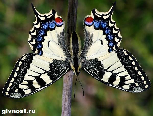 Махаон-бабочка-насекомое-Образ-жизни-и-среда-обитания-махаона-3