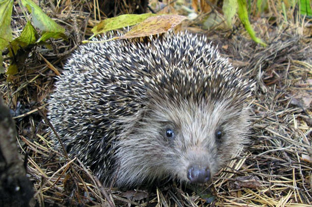Дикого ежа нельзя заводить домой, так как он может переносить опасные заболевания Дикого ежа нельзя заводить домой, так как он может переносить опасные заболевания