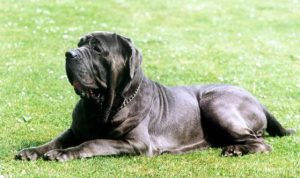 Самая тяжелая собака в мире