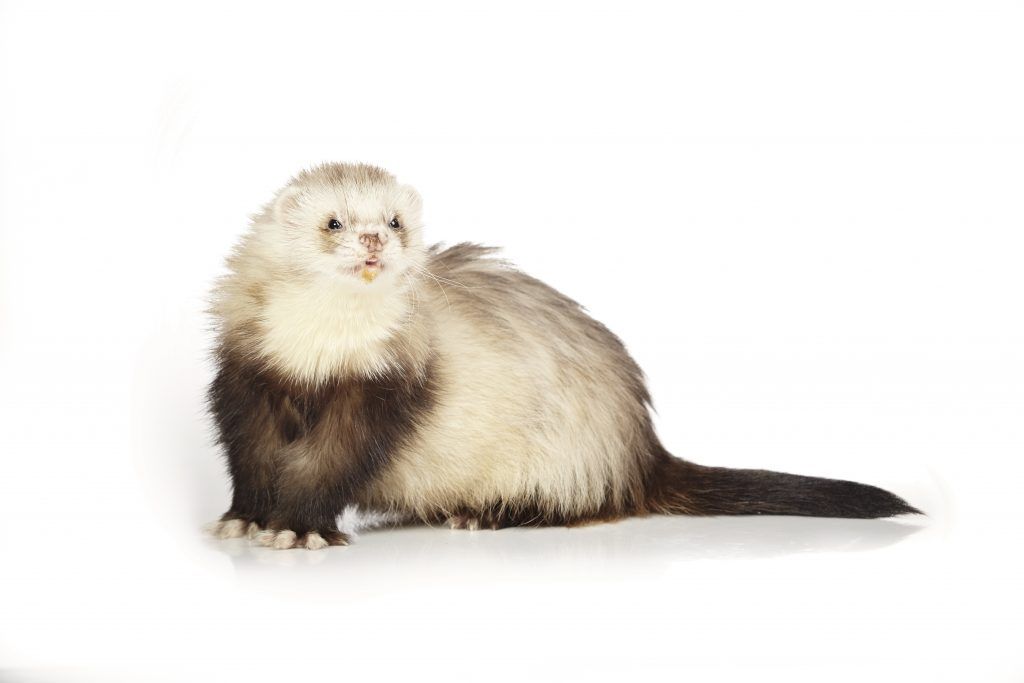 Хорёк Панда