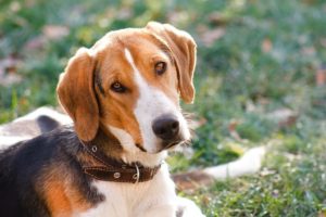 Русская пегая гончая дрессировка Русская пегая гончая дрессировка