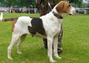 Русская пегая гончая стандарт породы Русская пегая гончая стандарт породы