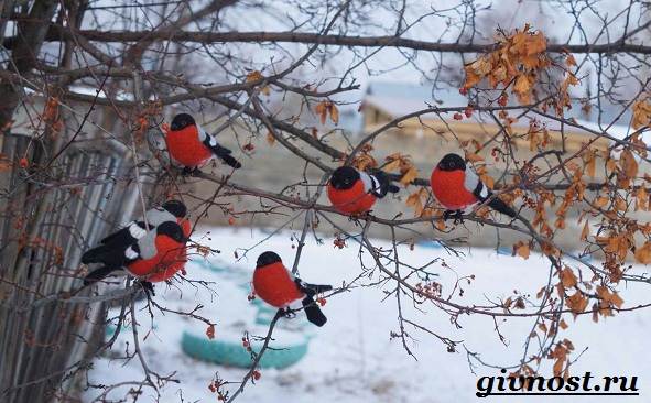 Снегирь-птица-кукольник-образ жизни и среда обитания-10