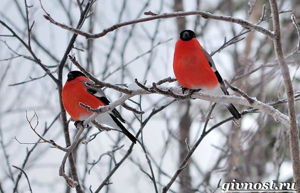 Снегирь-птица-кукольный образ жизни и среда обитания-4