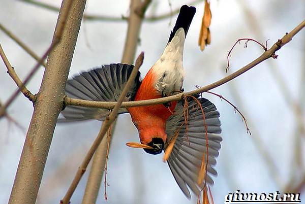 Снегирь-птица-кукольный образ жизни и среда обитания-6