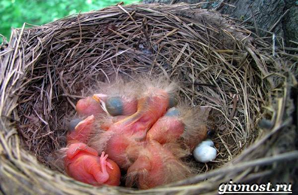 Снегирь-птица-кукольный образ жизни и среда обитания-8