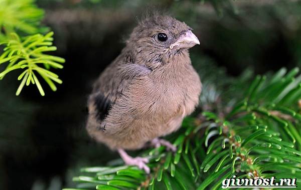 Снегирь-птица-кукольный образ жизни и среда обитания-9