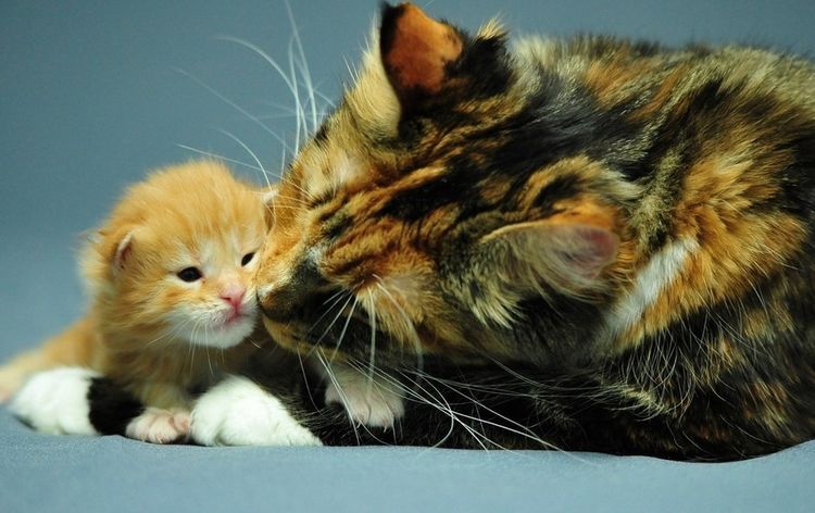 Кошка с котенком