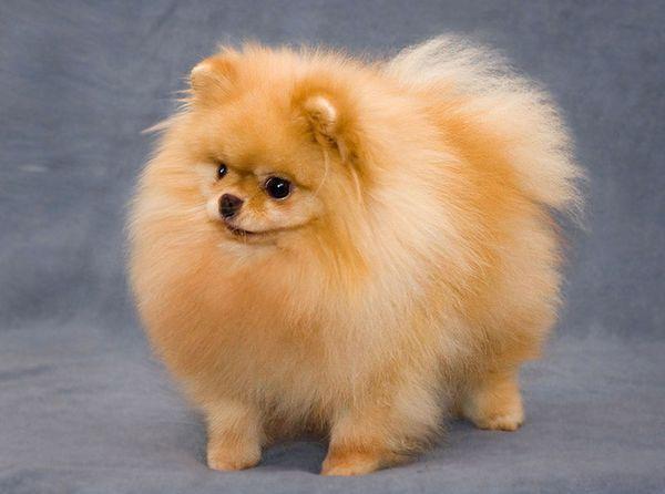 Домашние животные нуждаются в регулярных ветеринарных осмотрах