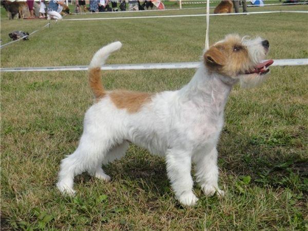 Жесткошерстный джек-рассел-терьер подходит аллергикам Жесткошерстный джек-рассел-терьер подходит аллергикам